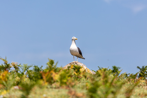 A seagull standing in the summer sunshine on Skomer Island off the pembrokeshire coast