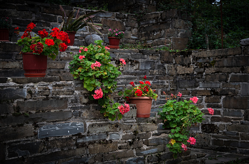 Beautiful flower pots with red geranium flowers hanging and decorating a stoned wall. House garden facade.