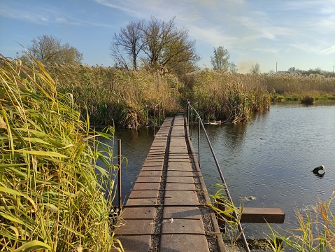 Bridge over the small pond with reeds