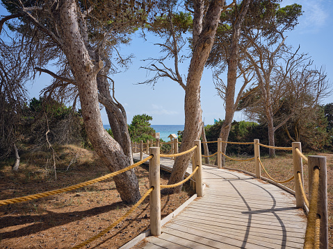 Wide-angle view of a wooden boardwalk crossing the protected pine tree grove which surrounds the beach of Platja de ses Salines (also known as Playa de las Salinas), probably the most emblematic sandy shore of Ibiza. The warm light of a Mediterranean summer afternoon, a perfectly clear sky, a glimpse of the turquoise and crystal-clear waters for which the beach is known, lush pine trees and Mediterranean-type shrubs, a thick and soft layer of pine needles. High level of detail, natural rendition, realistic feel. Developed from RAW.