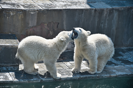 A Couple Of Polar Bear Cubs