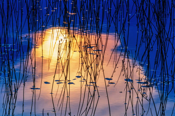 Beautiful evening light on water plants in the water on a summer evening
