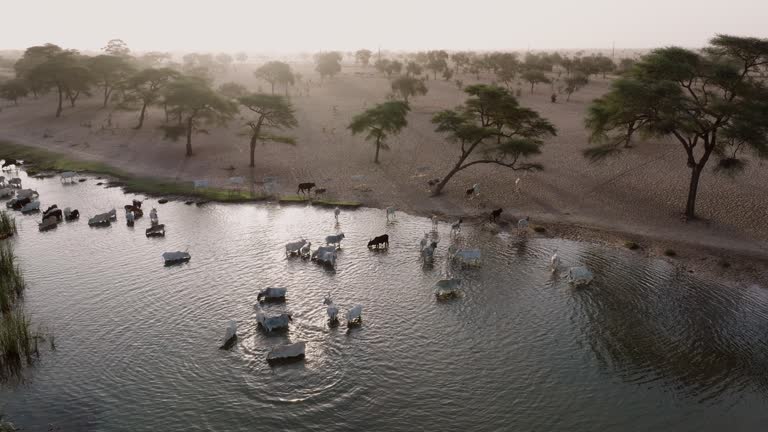 Aerial. Herd of Fulani cattle drinking from the polluted Senegal river in the barren landscape of the Sahel, Sahara Desert, North Africa. Drought, Climate Change, Desertification