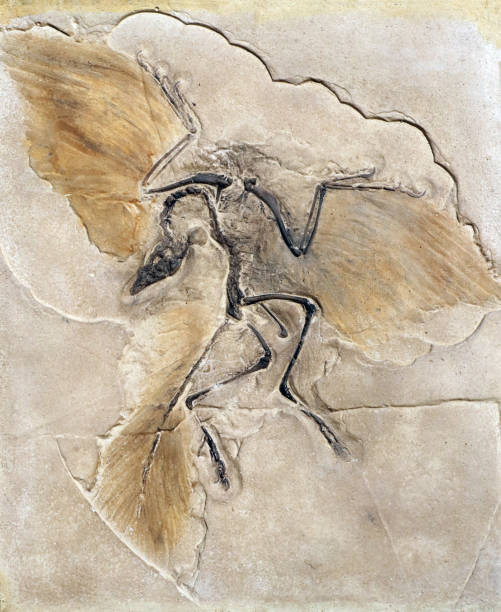 Fossil of the prehistoric bird Archeopteryx. The historical significance of this theropod lies mainly in its role as the missing evolutionary link between reptiles and birds.