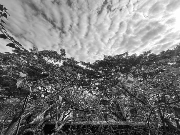 Mountain surrounded by clouds at dawn. Mountain covered in virgin forest