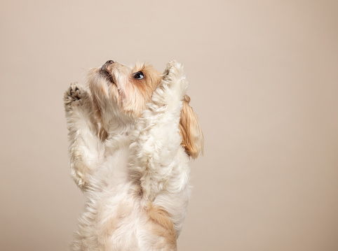 Cute small dog studio portrait. Shih tzu and maltese mix. This file is cleaned and retouched.