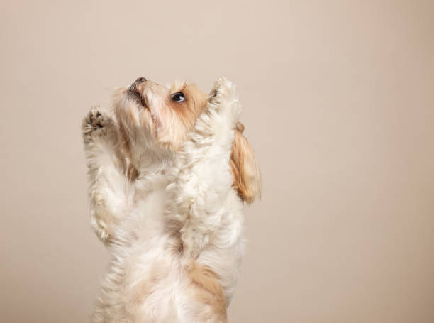 Cute small dog studio portrait. Shih tzu and maltese mix stock photo