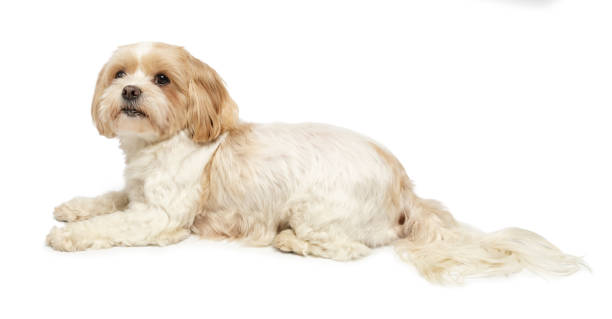 Cute small dog lying studio shot on white background. Shih tzu and maltese mix Cute small dog lying studio shot on white background. Shih tzu and maltese mix. This file is cleaned and retouched. tibetan lion dog stock pictures, royalty-free photos & images
