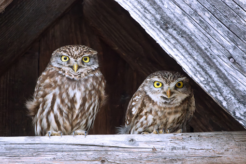 little owl couple (Athene noctua) sitting together on a wooden girder under the roof of old abandoned house