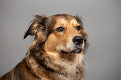 Brown cute dog portrait. Golden retriever mix. This file is cleaned and retouched.