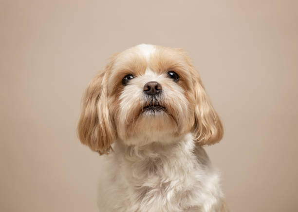 istock Cute small dog studio portrait. Shih tzu and maltese mix 2017330051