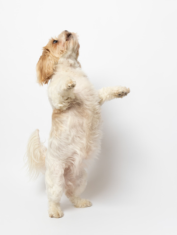 Cute small dog standing studio shot on white background. Shih tzu and maltese mix. This file is cleaned and retouched.