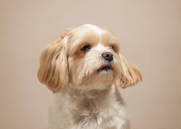 istock Cute small dog studio portrait. Shih tzu and maltese mix 2017333700