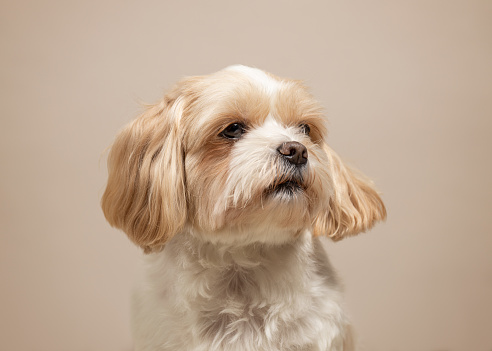 Lhasa apso with long hair sitting with gray background