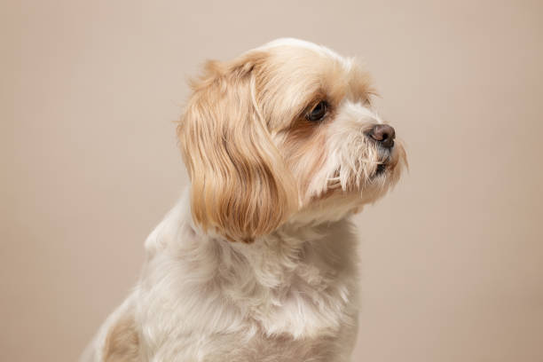 istock Cute small dog studio portrait. Shih tzu and maltese mix 2017334759