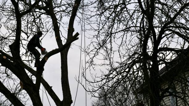 istock Man arborist cutting tree in village 2017342676