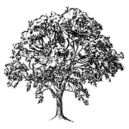 tree, black and white vector illustration of broad-leaved deciduous tree isolated on white background