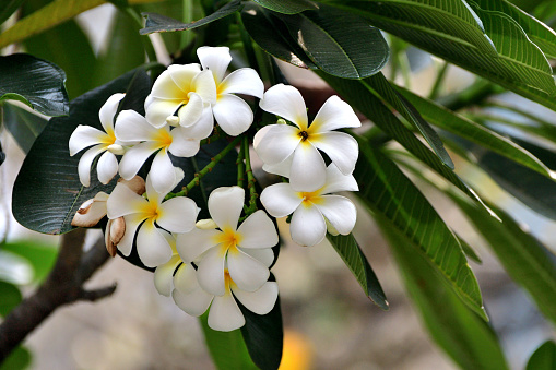 Tropical white and yellow flowers, Frangipani Plumeria.