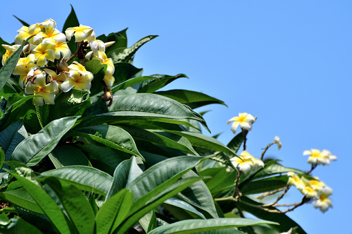 Plumeria, also known as Frangipani, is a genus of flowering plant in the sub-family of Rauvolfioideae, of the family Apocynaceae. The genus Plumeria is named in honor of 17th century French botanist and Catholic monk Charles Plumier, who traveled to the New World, documenting many plant and animal species. The “frangipani” comes from a fictional 16th century marquis of the noble Frangipani family in Italy, who created a synthetic plumeria-like perfume.\nPlumeria is tropical tree, famous for its gorgeous flowers which are used to make leis (floral garlands).