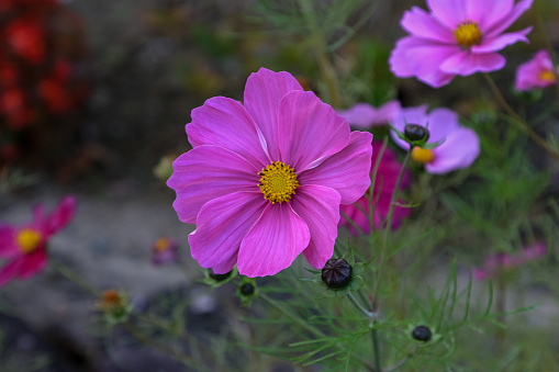 Pink cosmos flowers planted in the garden.
