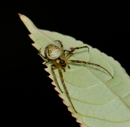 A Long Jawed armoured Eurasian spider resting on a leaf against a black background.