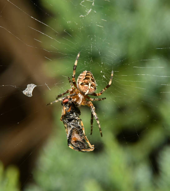 istock Crowned orbweaver, Araneus diadematus 10. 2017383830