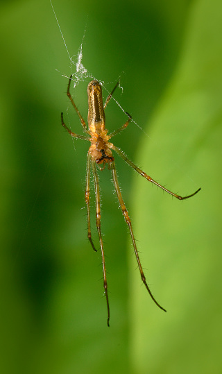 A well focused and very detailed close-up of the underside (ventral) of this spider which is suspended from part of a damaged web, against a natural green background.