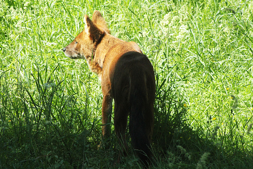 A red dhole enjoying the sun