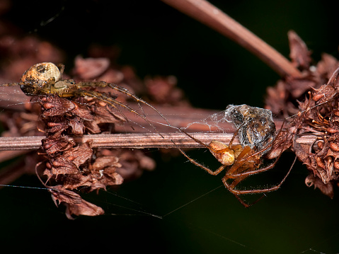 The spider on the right had caught and wrapped its prey. The left hand spider was waiting for the opportunity to steal the catch. A well focussed close-up on natural dried  Bitter dock, with a black background.