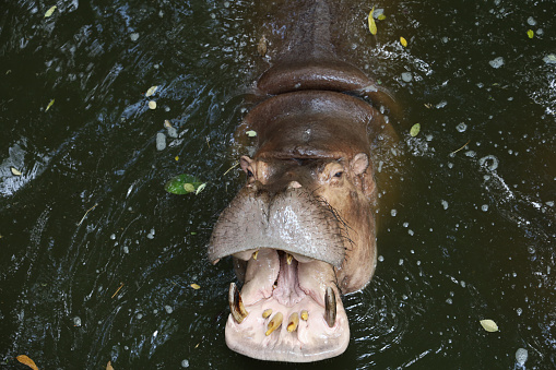 Hippopotamuses on the water Serengeti Tanzania