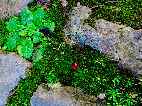 A single Ruby Red Victorian Bead lies forlornly amidst a rivulet of Moss