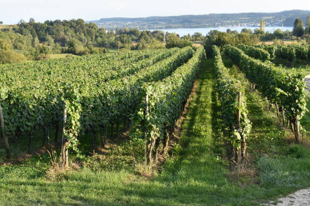 istock Grapevines in Late Afternoon Sun on Lake Constance, Germany 2017425312