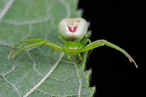 Spiders in the wild, North China