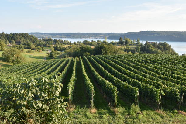 istock Long Rows of Grapevines and Lake View 2017429072