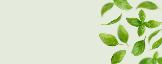 Feuilles de basilic bio vert frais volant, isolé sur fond vert clair, large bannière, en-tête - Photo