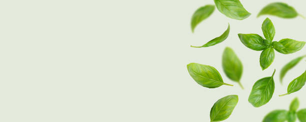 Fresh green organic basil leaves flying, isolated on light green background, wide banner, header