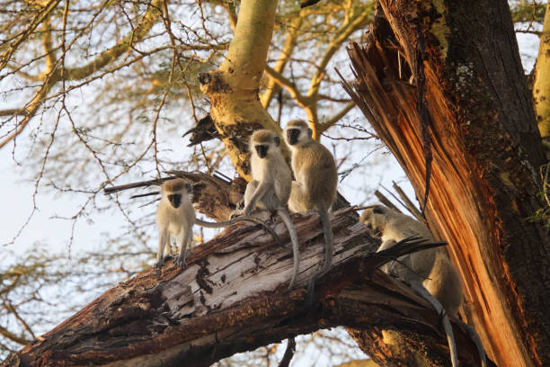 istock Velvet monkeys at sunset 2017436454