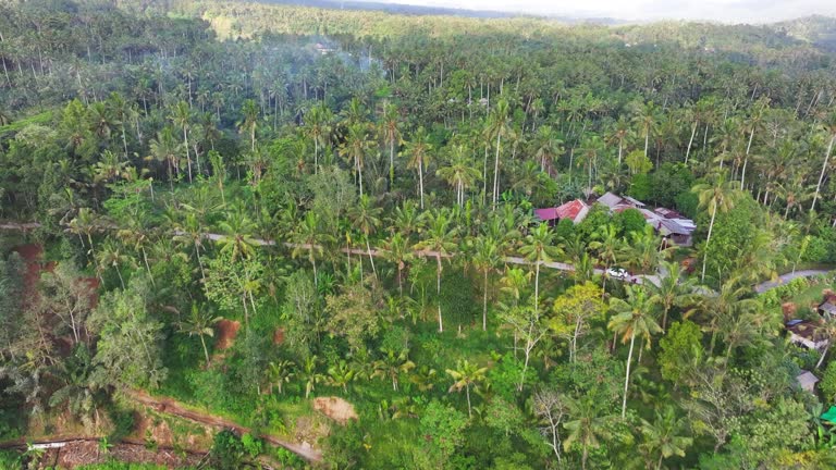 a moving aerial down shot of coconut farm in sunset scene