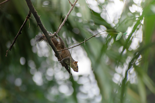 Slender squirrel on tree branch