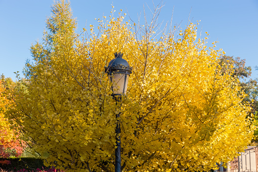 Branches of the Ginkgo biloba tree with bright yellow autumn leaves around the street lamp against the clear sky in park at sunny morning