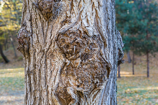Fragment of the gnarled knotted trunk of the old deciduous tree close-up in shade on a blurred background of lawn and other trees