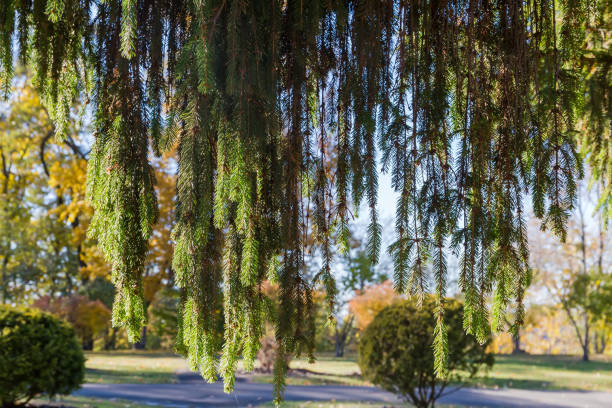 Branches of common spruce hanging down on a blurred background of the other frees and bushes in autumn park in sunny day