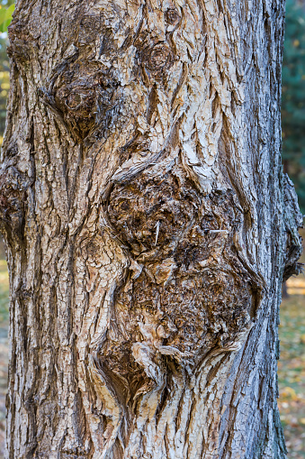 Fragment of the gnarled knotted trunk of the old deciduous tree close-up in shade
