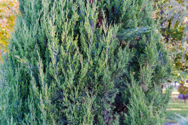 istock Ornamental Juniper tree narrow pyramidal shape in park, fragment 2017492974