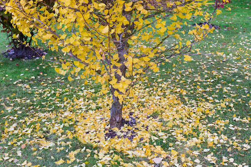 Lower part of the Ginkgo biloba tree with bright yellow autumn leaves and fallen leaves and fruits around tree on the grass in overcast morning