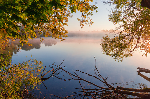 Pond with calm water, rising fog above the water and hanging branches of different trees on a foreground in autumn at sunrise