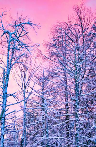 istock Colorful Morning Sky Landscape  Photography 2017503876