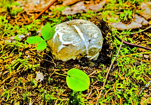 A mushroom resembling a skull emerging from the ground