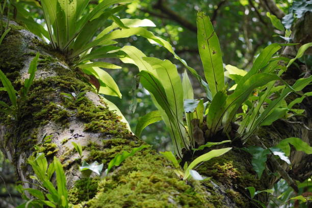 istock Forest orchid leaves without flowers 2017518854