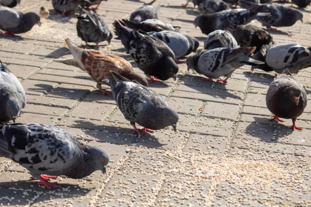 istock Pigeons eating grain on the sidewalk closeup 2017531928